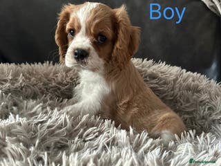Cavalier King Charles Spaniel dogs cavalier king Charles pups parents DNA TESTED - Advert 3
