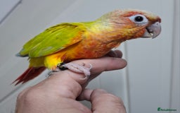 Conures birds for sale: Hand Heared Conures - Image 7