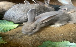 Continental Giant rabbits for sale: Giant continental rabbits - Image 2