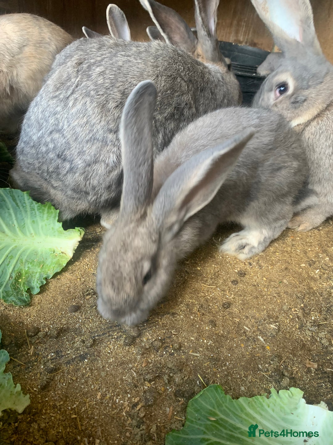 Continental Giant rabbits for sale: Giant continental rabbits - Image 2