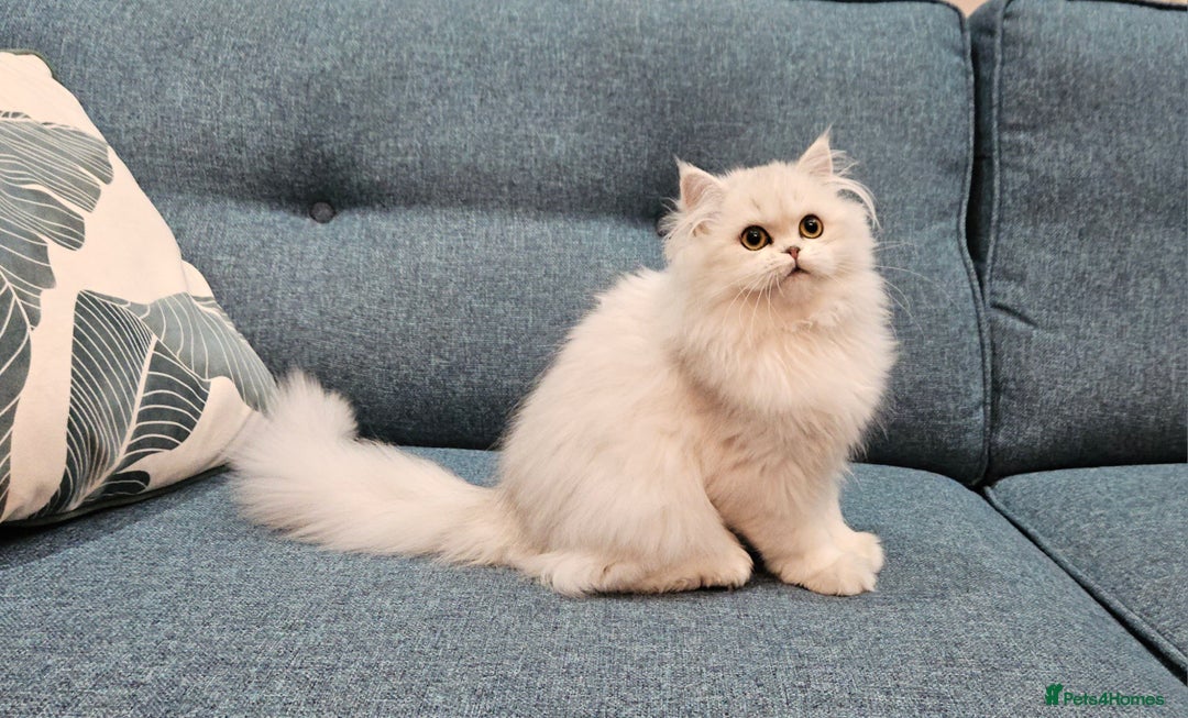 British Longhair cats for sale: Excellent Scottish straight Highland Kittens - Image 14