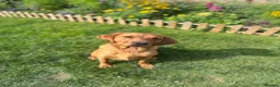 Labrador Retriever dogs for sale: Beautiful Labrador Puppies - Advert 6