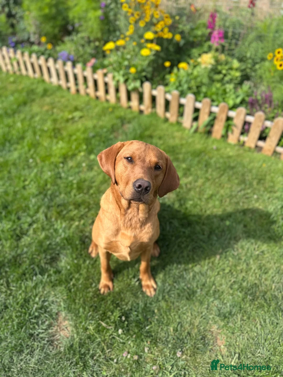 Labrador Retriever dogs for sale: Beautiful Labrador Puppies - Advert 6