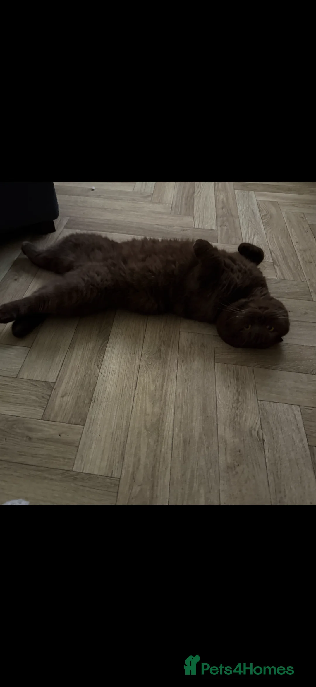 Scottish Fold cats for sale: Male Scottish fold cat chocolate  - Advert 2