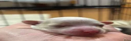 Chinese Crested dogs for sale: Chinese crested Powderpuff boys - Advert 3