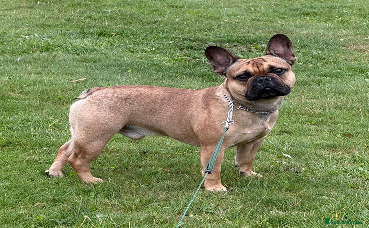 French Bulldog dogs - Advert 1