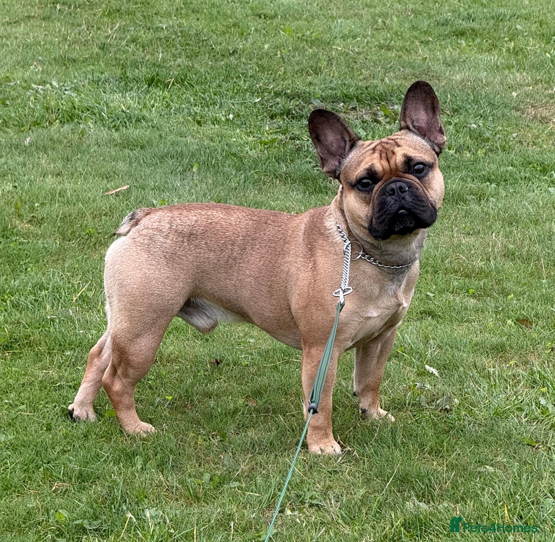 French Bulldog dogs for sale: Reggie  - Image 1