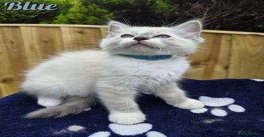 Ragdoll cats - Advert 12