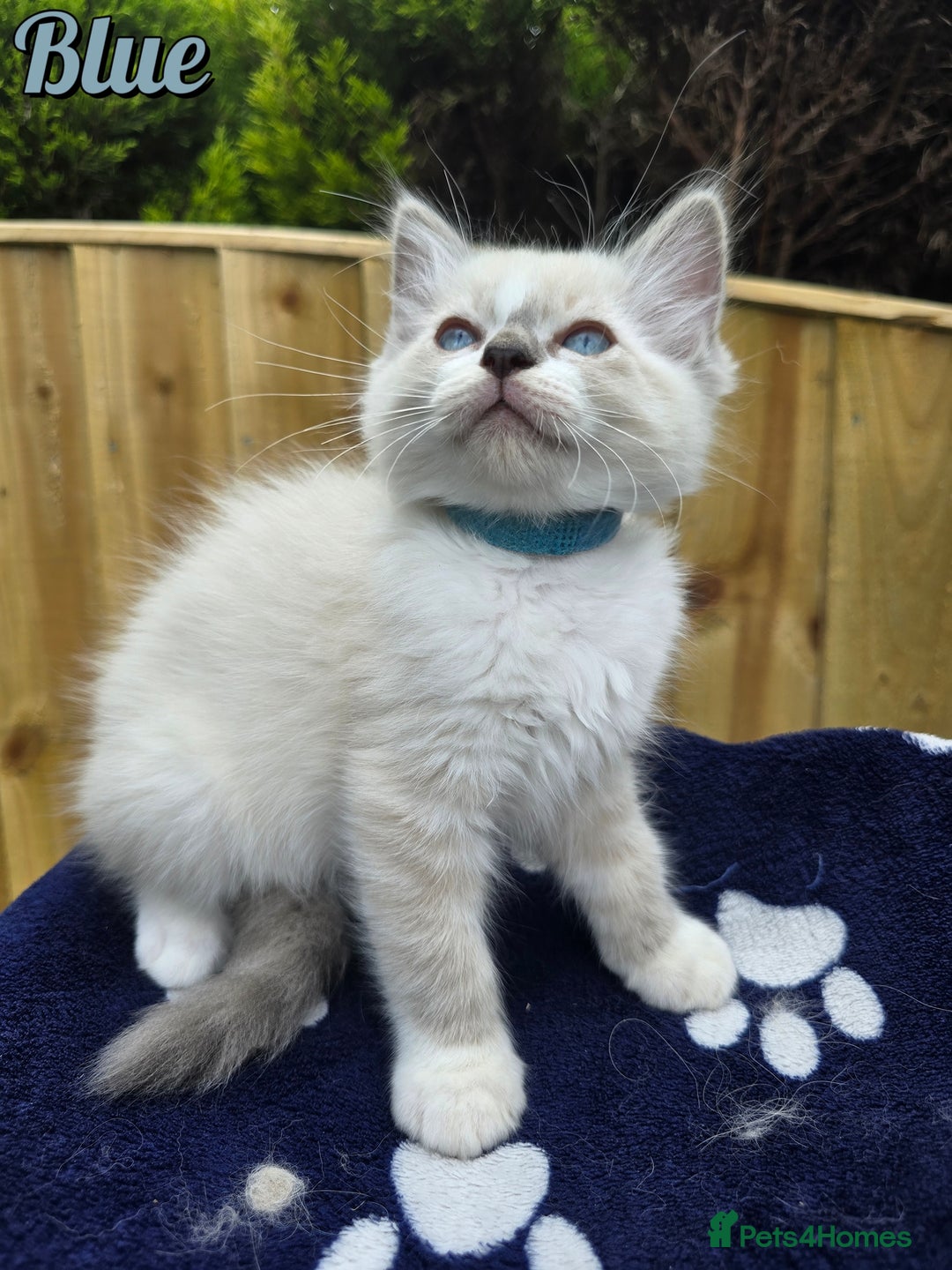Ragdoll cats for sale: 🤍 STUNNING GCCF REGISTERED RAGDOLL KITTENS 🤍🤍 - Image 2