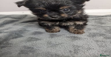 Chorkie dogs - Advert 2