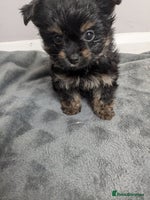 Chorkie dogs - Advert 2