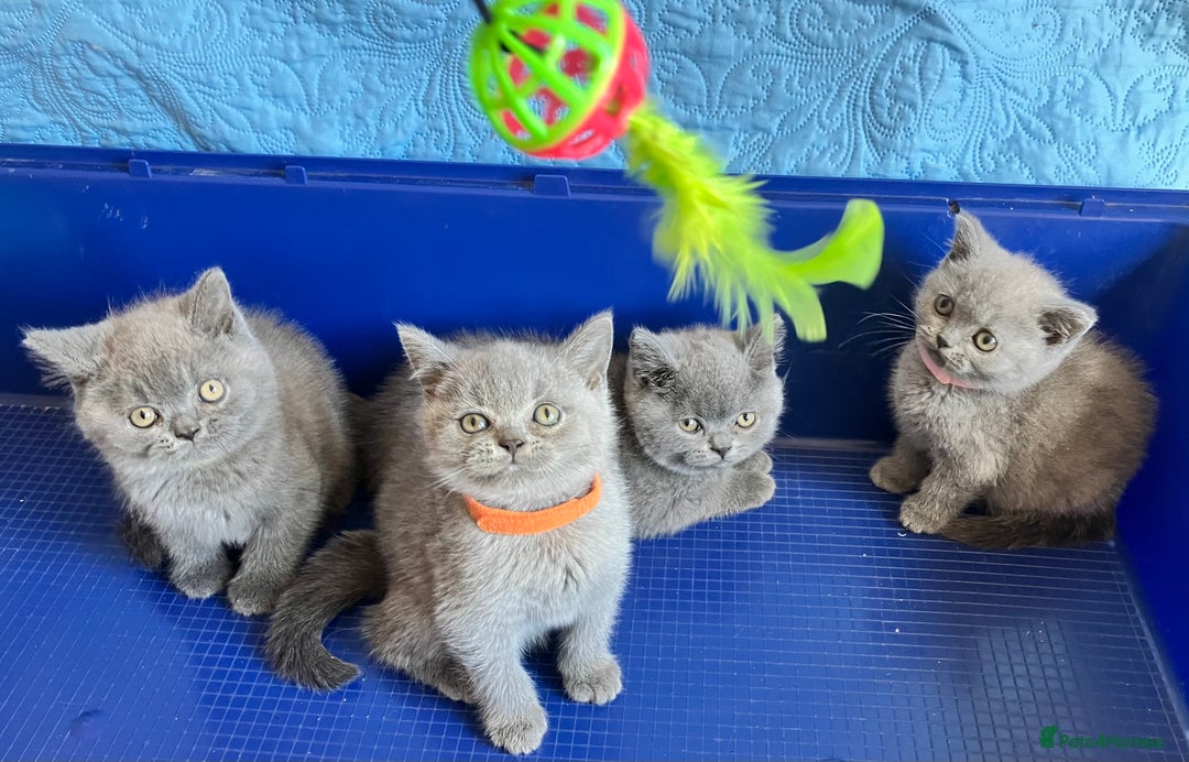 British Shorthair cats for sale: GCCF registered ChampionBloodline 5GENpedigree BSH - Image 6