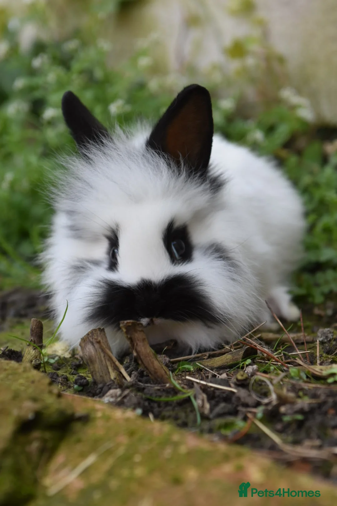 Lionhead rabbits for sale: Lionhead x English Male Looking For New Home - Advert 2