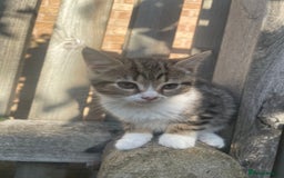 Mixed Breed cats for sale: Gorgeous tabby kittens are looking for new home  - Image 5