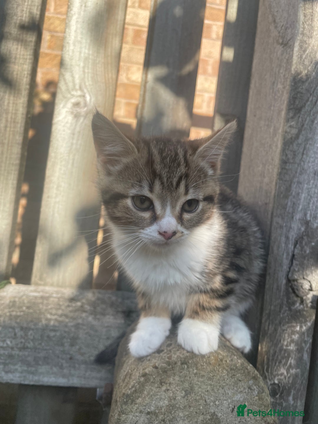 Mixed Breed cats for sale: Gorgeous tabby kittens are looking for new home  - Image 5