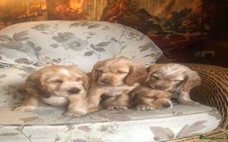 Cocker Spaniel dogs for sale: 4 stunning cocker spaniel puppies  - Image 25