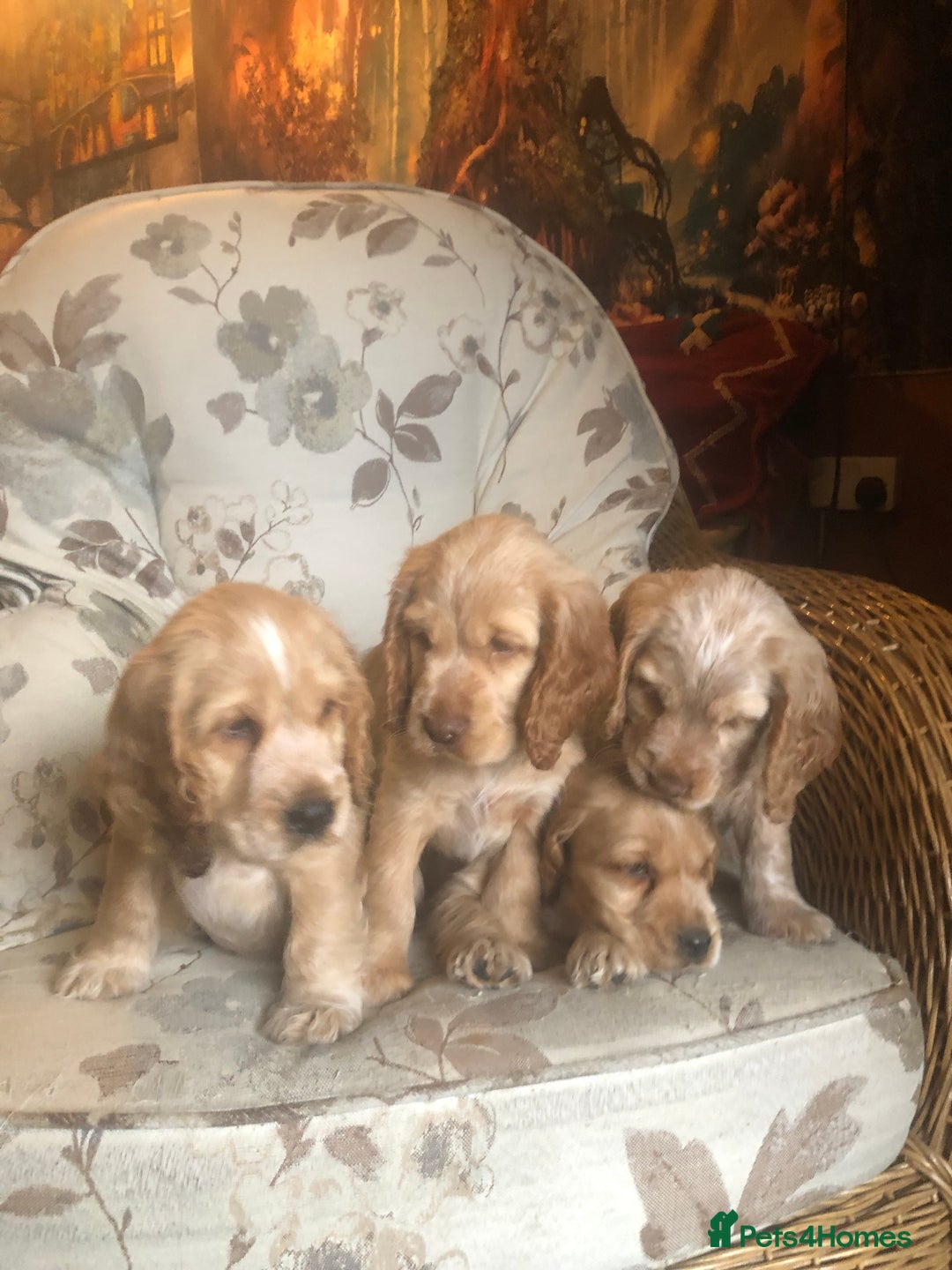 Cocker Spaniel dogs for sale: 4 stunning cocker spaniel puppies  - Image 25