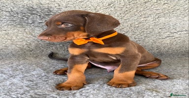 Dobermann dogs KC REGISTERED HEALTH TESTED EUROPEAN DOBERMAN PUPS - Advert 16