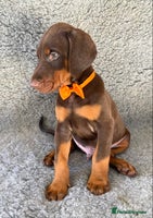 Dobermann dogs KC REGISTERED HEALTH TESTED EUROPEAN DOBERMAN PUPS - Advert 16