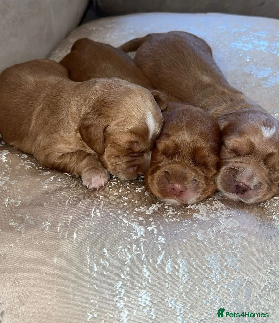 Cocker Spaniel dogs for sale: Cocker spaniel puppy’s  - Advert 8