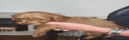 Cavapoo dogs for sale: Cavapoo puppies for sale  - Advert 3