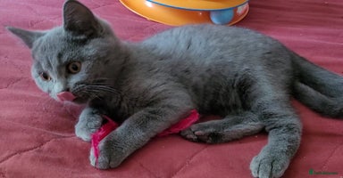 British Shorthair cats - Advert 4