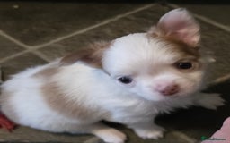 Chihuahua dogs for sale: Chihauhau puppies ready early November - Image 9