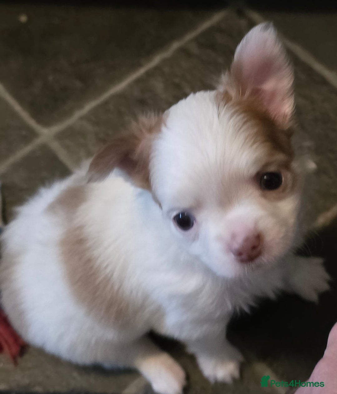 Chihuahua dogs for sale: Chihauhau puppies ready early November - Image 9