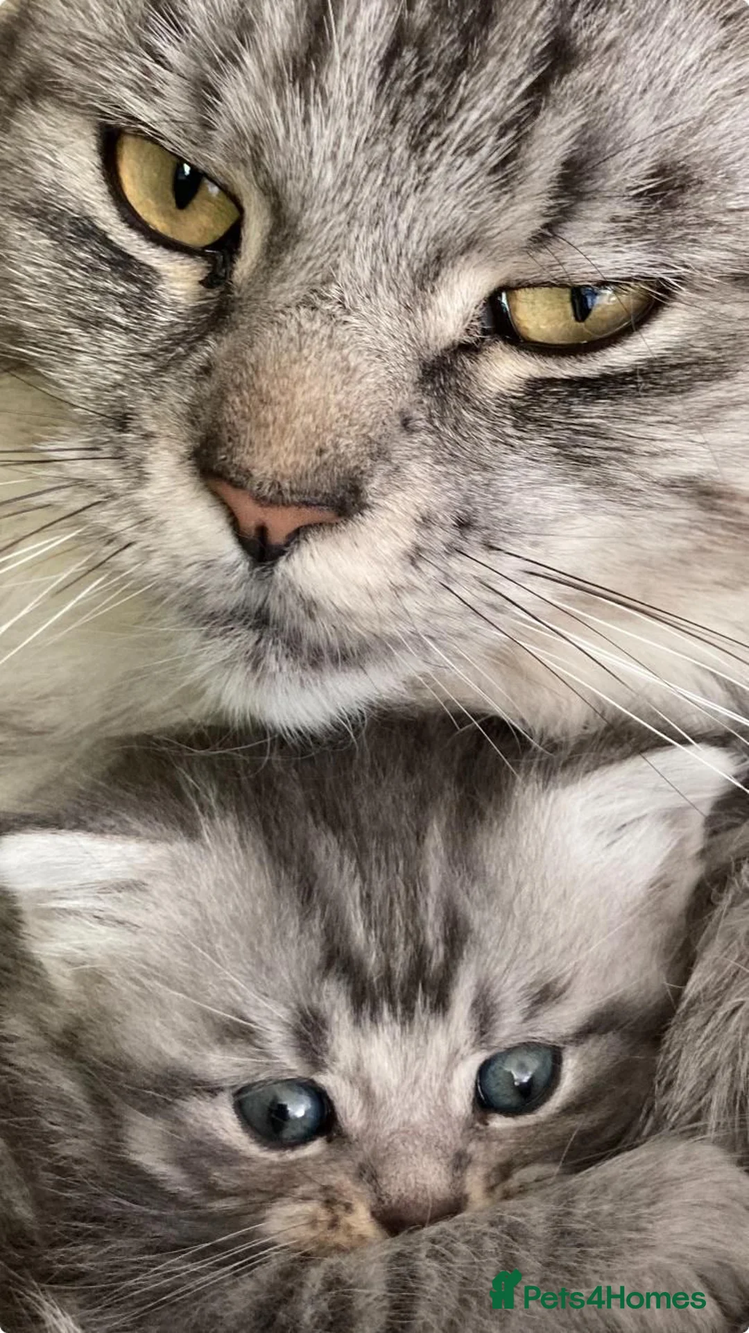 Maine Coon cats for sale: Beautiful Maine Coon X kittens  CUTIES!  - Advert 39