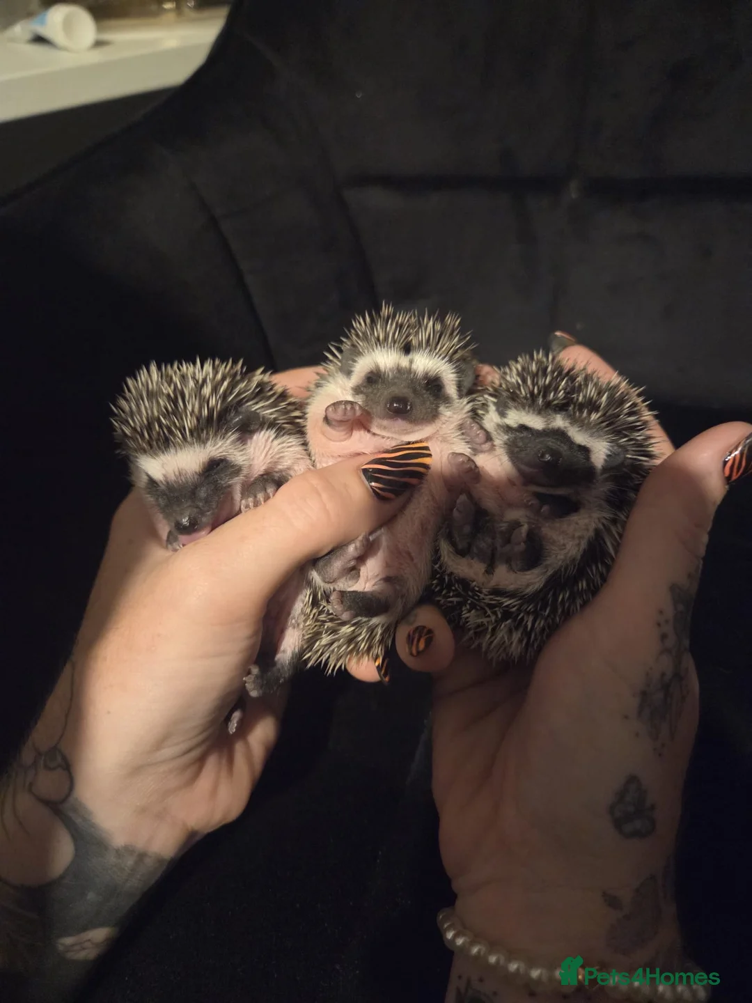 Pygmy Hedgehog rodents for sale: African Pygmy hedgehog babies for sale - Advert 2