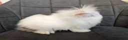 Lionhead rabbits for sale: Beautiful Double-maned Lionhead Rabbits for Sale - Advert 19