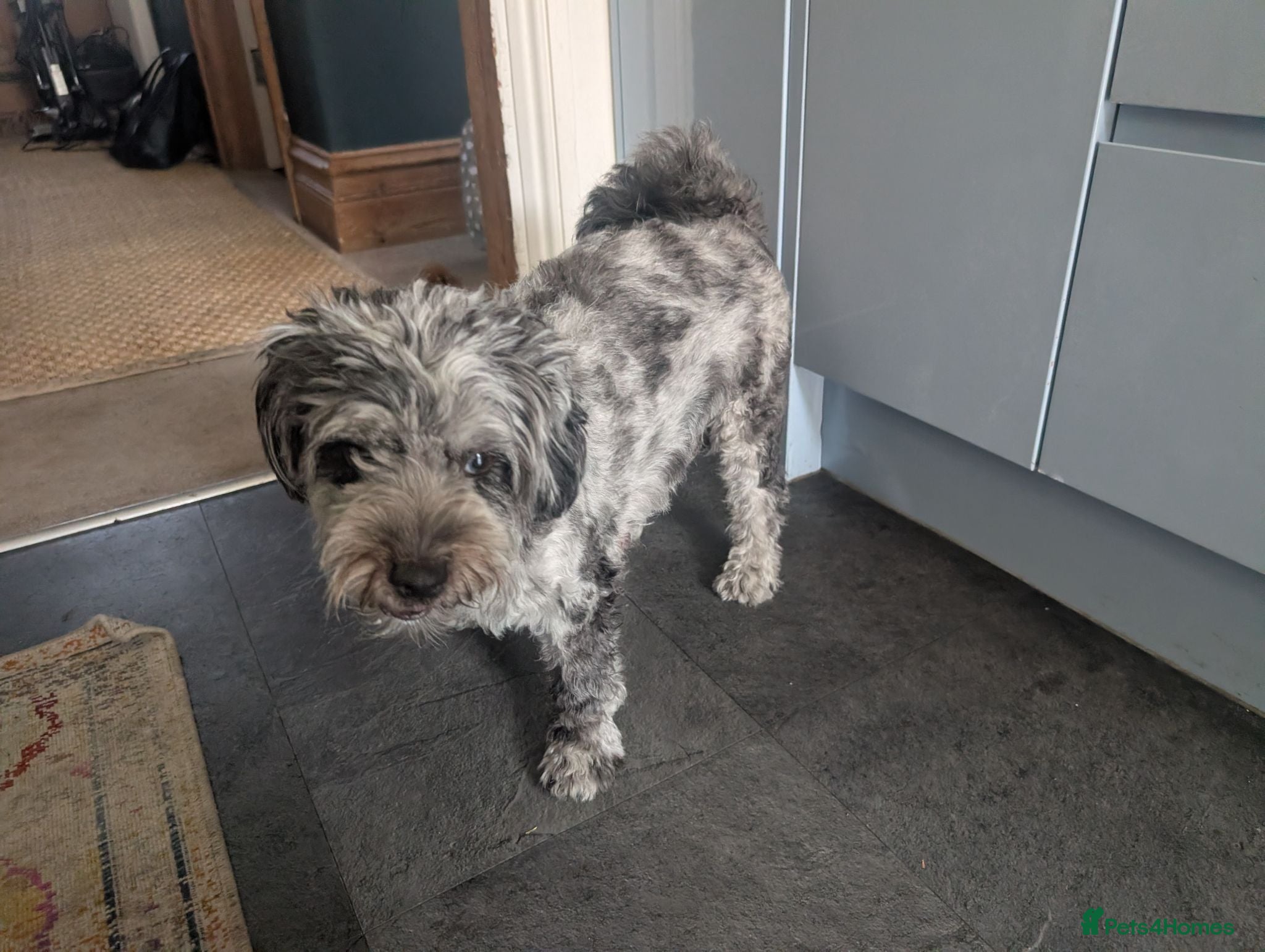 Pomapoo dogs 2 Beautiful Mottled Pomapoo Pups 1 Female 1. Male - Advert 1
