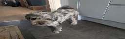 Pomapoo dogs for sale: 2 Beautiful Mottled Pomapoo Pups 1 Female 1. Male - Advert 1