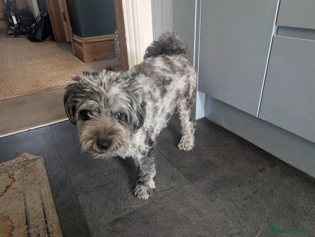 Pomapoo dogs for sale: 2 Beautiful Mottled Pomapoo Pups 1 Female 1. Male - Advert 1