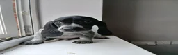 Mixed Breed dogs for sale: KC Basset Hound x KC German Shorthaired Pointer  - Advert 24