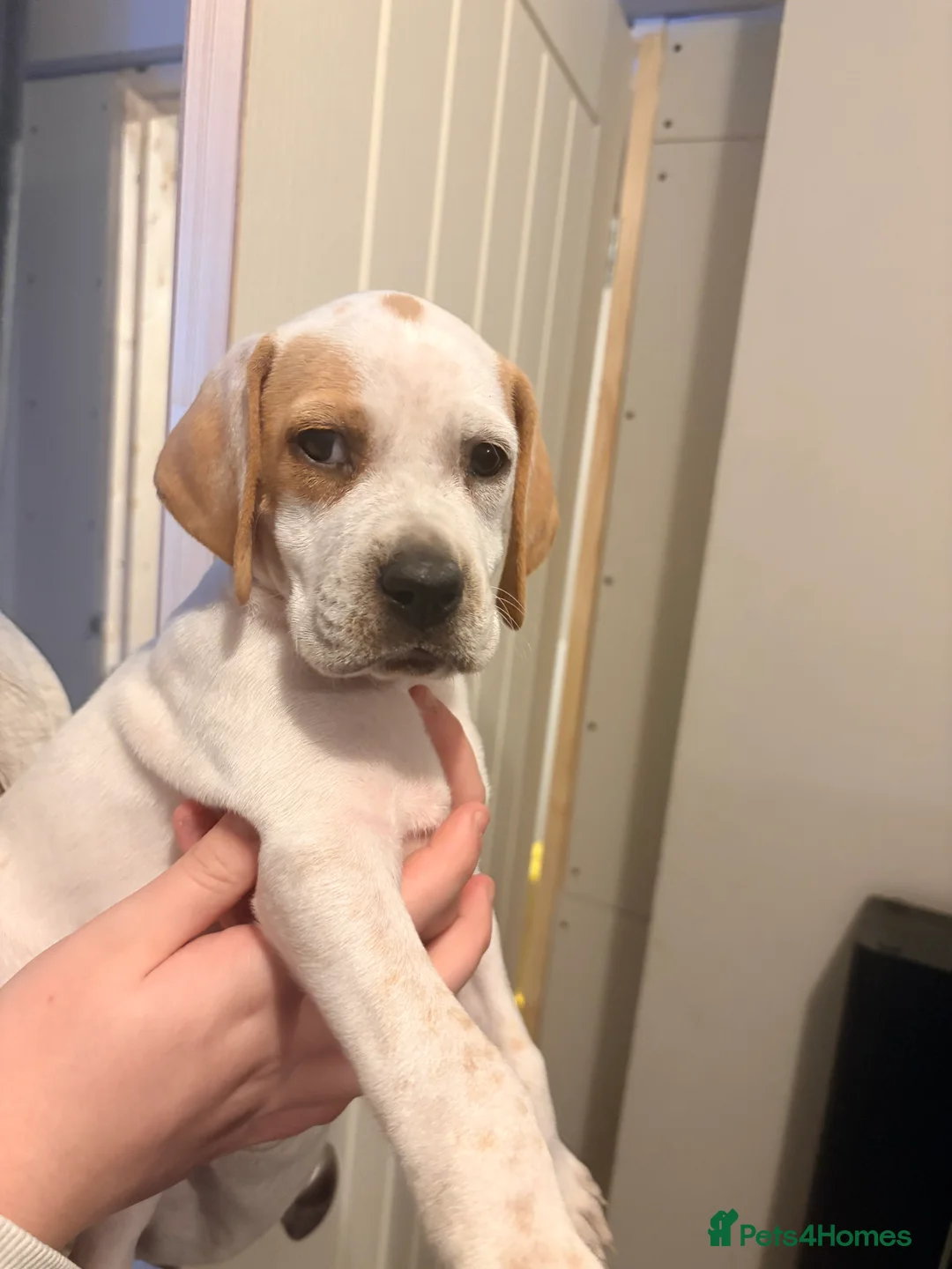 Pointer dogs for sale: Last gorgeous puppy looking for a loving home  - Advert 16