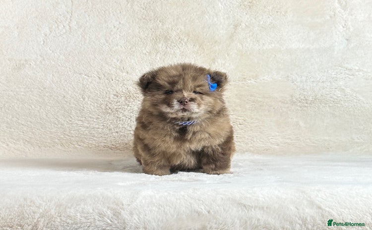 Chow Chow dogs Exotic colour Merle and lilac chow chow puppies  - Advert 3