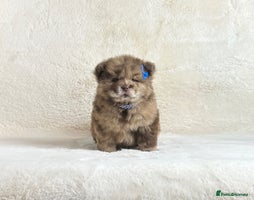 Chow Chow dogs Exotic colour pure chow chow puppies for sale - Advert 6