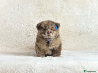 Chow Chow dogs Exotic colour Merle and lilac chow chow puppies - Advert 5