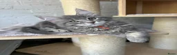 Maine Coon cats for sale: TICA Maine Coon Girls Ready Now DNA clear  - Advert 40