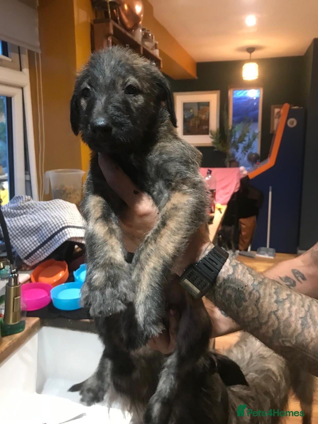 Lurcher dogs for sale: Old skool lurchers 1 boy deer/grey/wheaten/grey - Image 3
