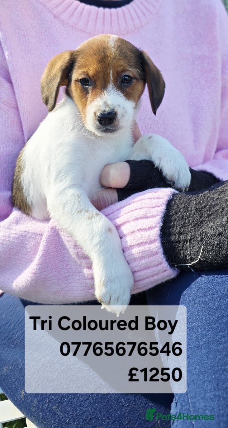 Mixed Breed dogs Jackapoo Puppies Homebred Ready To Go 3* Licence  - Advert 6