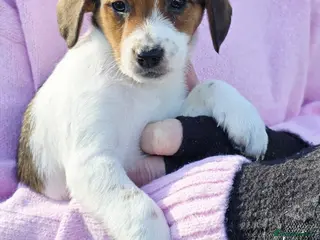 Mixed Breed dogs Jackapoo Puppies Homebred Ready To Go 3* Licence - Advert 4