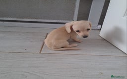 Dachshund dogs for sale: Miniature dachshund girls, cream & black and cream - Image 9