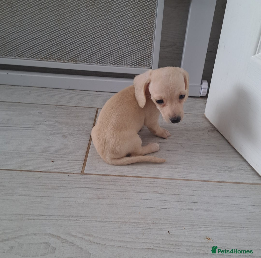 Dachshund dogs for sale: Miniature dachshund girls, cream & black and cream - Image 9
