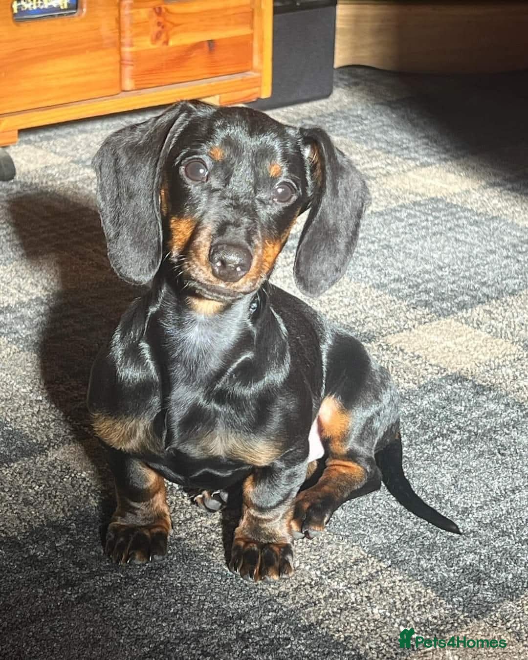 Dachshund dogs My stud dog  - Advert 10