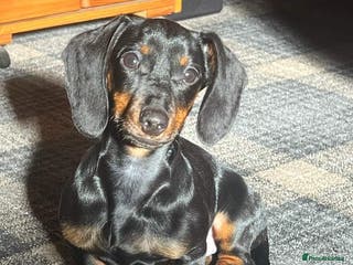 Dachshund dogs My stud dog - Advert 1