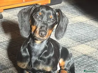 Dachshund dogs My stud dog - Advert 7