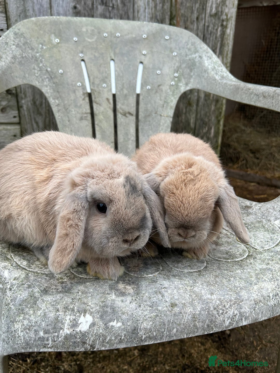 Mini Lop rabbits for sale: Harli mini lop bucks - Advert 3