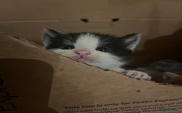 Mixed Breed cats for sale: 3 friendly fluffy female kittens for sale - Image 4